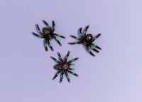 8 Wicked Tischdeko Spinnen 5cm