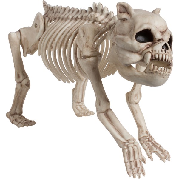 Figurine de décoration squelette de bouledogue 22 x 42 cm