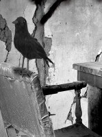 Förhandsgranskning: Ravens Castle Halloween kråka