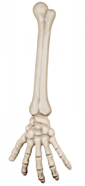 Décoration d'horreur bras squelette 46cm