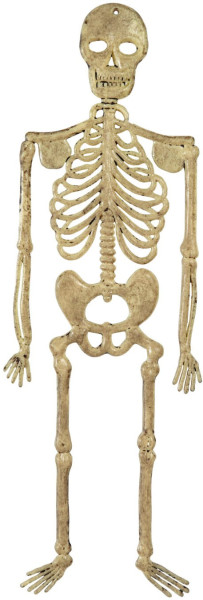Esqueleto de decoración Gustav 32cm