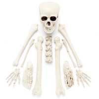 Einzelne Skelett Knochen Teile -12 Stück