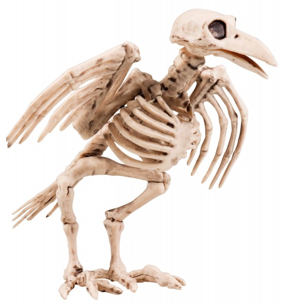 Skeleton crow Halloween decoration 18cm