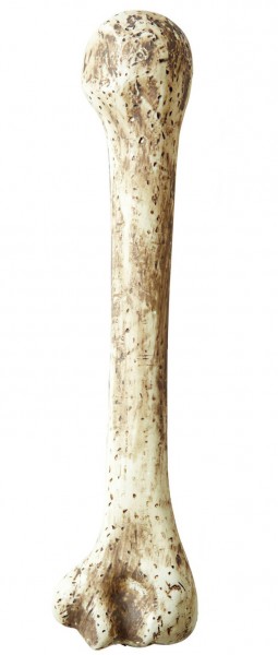 Kość neandertalczyka Bonius 36 cm
