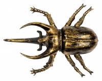 Vorschau: 6 goldene Käfer im Used Look