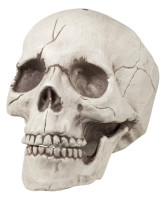 Vorschau: Totenkopf mit beweglichem Kiefer 16 x 14 x 21cm