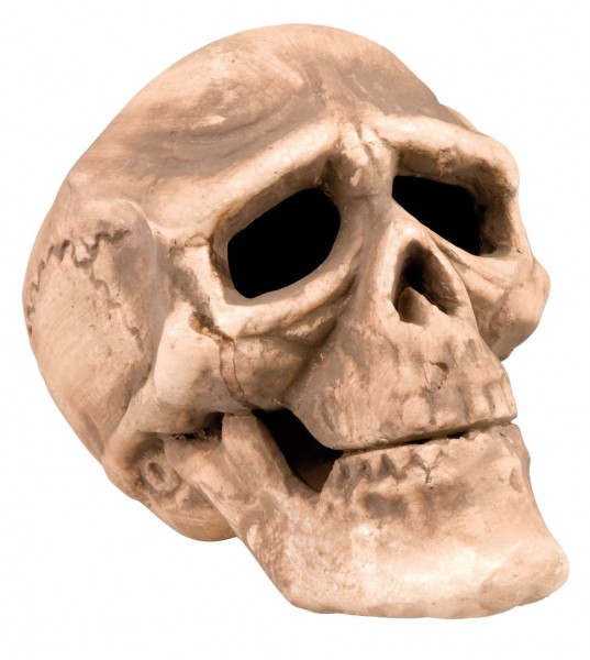 Skull Bone Breaker Prawdziwy żywy 20 cm