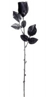 Evernight shadow rose noir 44cm