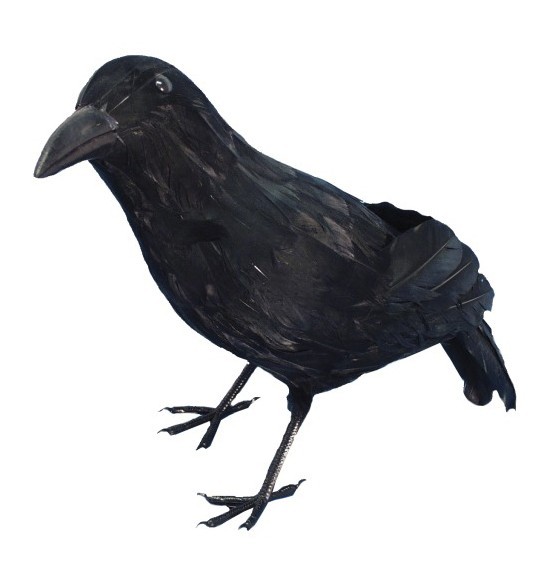 Mystisk svart kråka