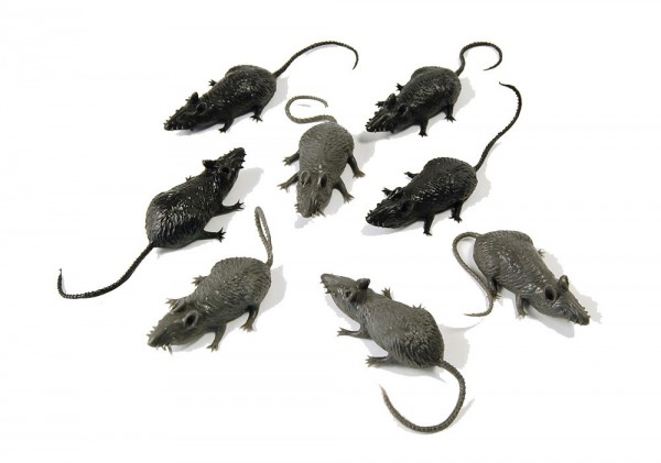 8 små fruktansvärda dekorativa råttor