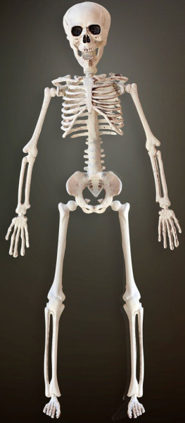 Skelet dekorativ figur 40cm