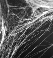 Décoration Halloween toile d'araignée avec araignées