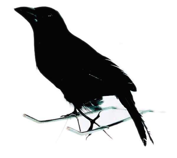 Petit corbeau noir d'Halloween
