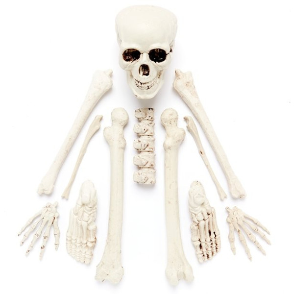 Pojedyncze części kości szkieletowej 12 sztuk