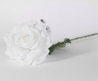 Weiße Madonna Rose 67cm
