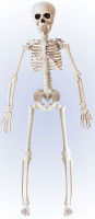 Figura dekoracyjna szkielet 40cm