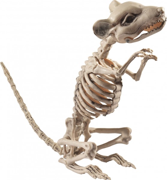 Macho haciendo esqueleto de rata 33cm