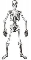 Oversigt: Dansende Halloween skeletmaleri 134cm