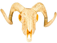 Bull skull 28 x 36 cm