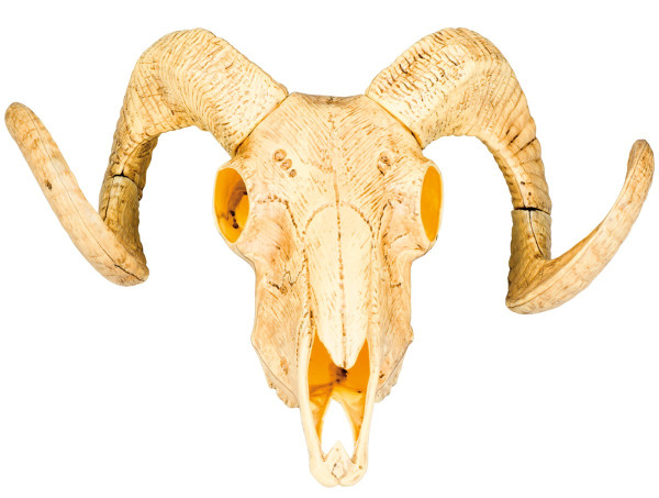 Bull skull 28 x 36cm