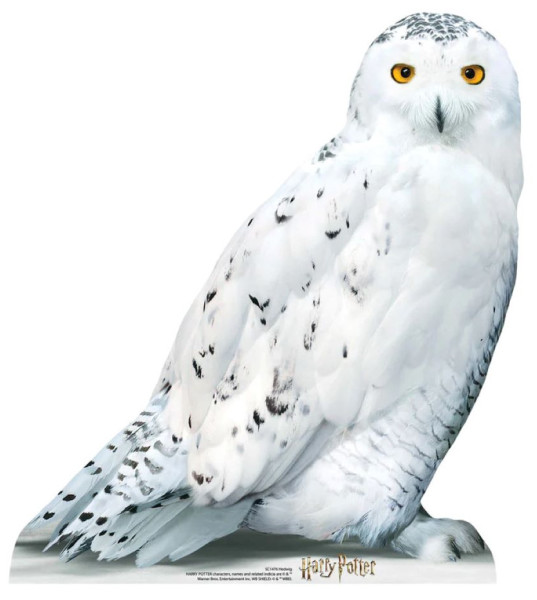 Owl Hedwig cardboard cutout 74cm