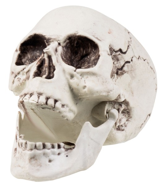 Totenkopf Skelett 17x15cm 2
