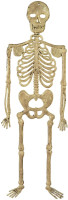 Hanging Skeleton Prop 32cm