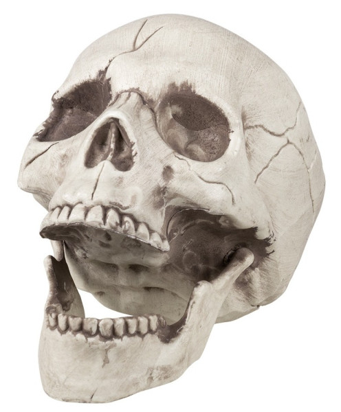 Cráneo con mandíbula móvil