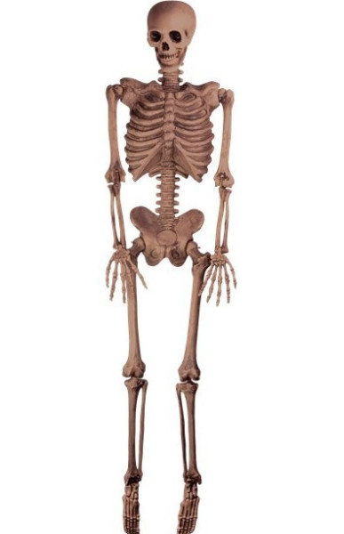 Realistiskt dekorativt skelett 1,5m