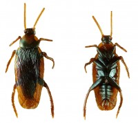Vista previa: Cucaracha cucaracha