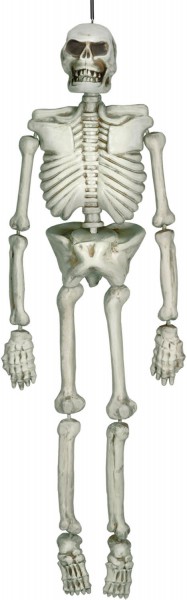 Livsstørrelse skelet 137cm