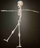 Vorschau: Skelett Dekofigur 40cm