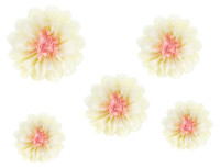 Vista previa: 5 flores de papel de seda color crema 20-30cm