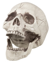 Skull with movable jaw