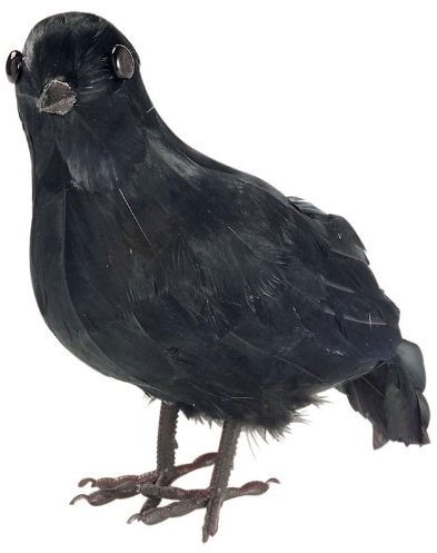 Mystérieux corbeau de brume noir