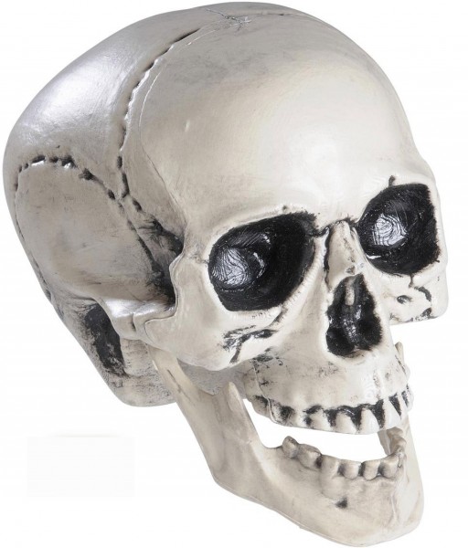 Skull with movable jaw joint 25cm